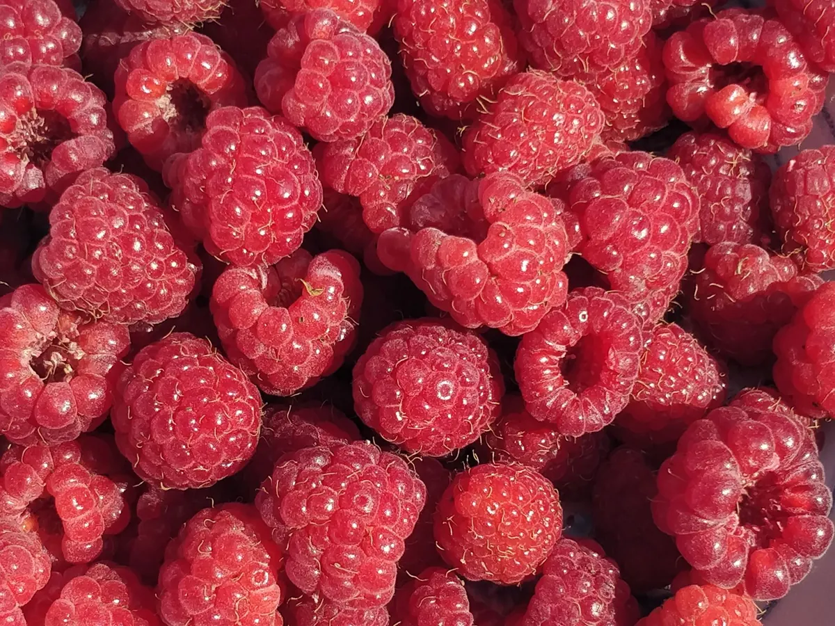 Beginner's Guide to Identifying Wild Raspberries, Blackberries, and Dewberries