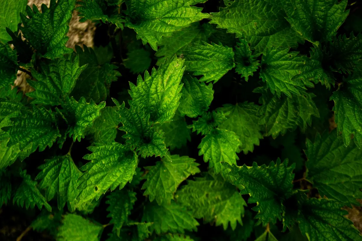 How to Harvest Stinging Nettles Safely: Gloves, Timing, and Cooking