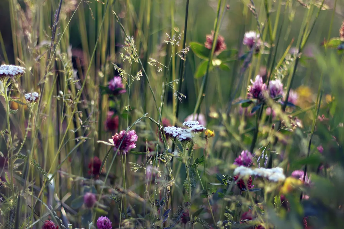 Late Summer Foraging: What to Harvest in August and September