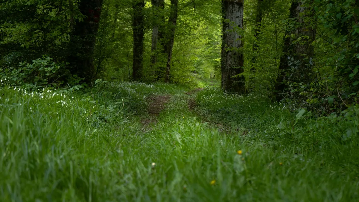 Spring Foraging Checklist: 15 Wild Greens to Harvest Before They Bolt