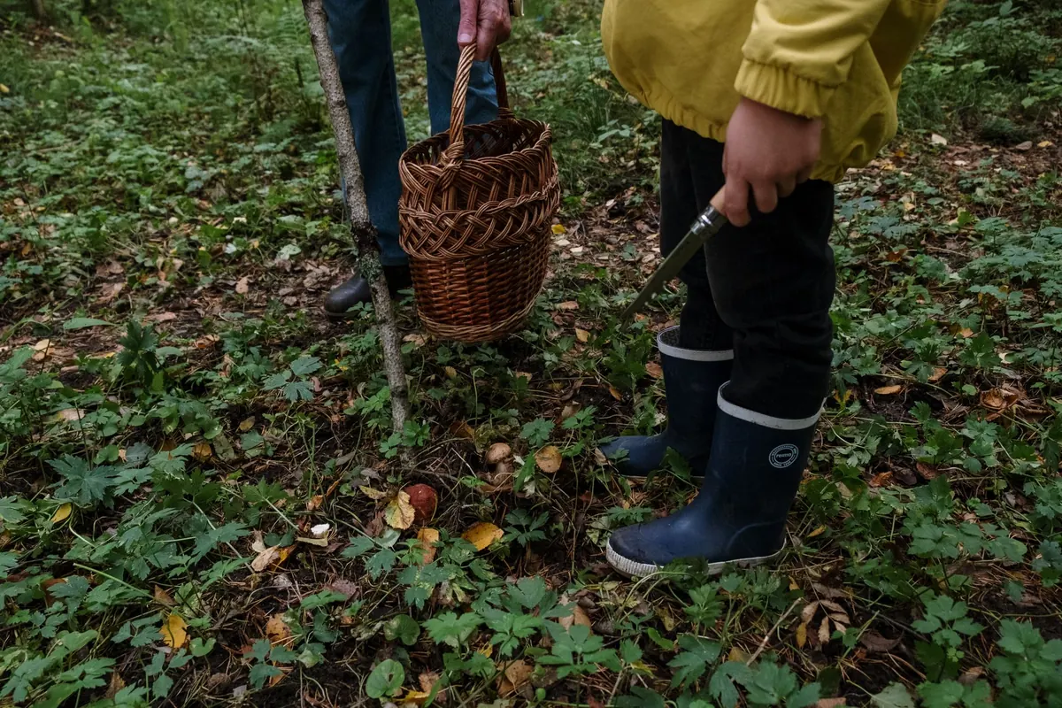 Wild Food Foraging for Beginners: 10 Safe Species to Identify First